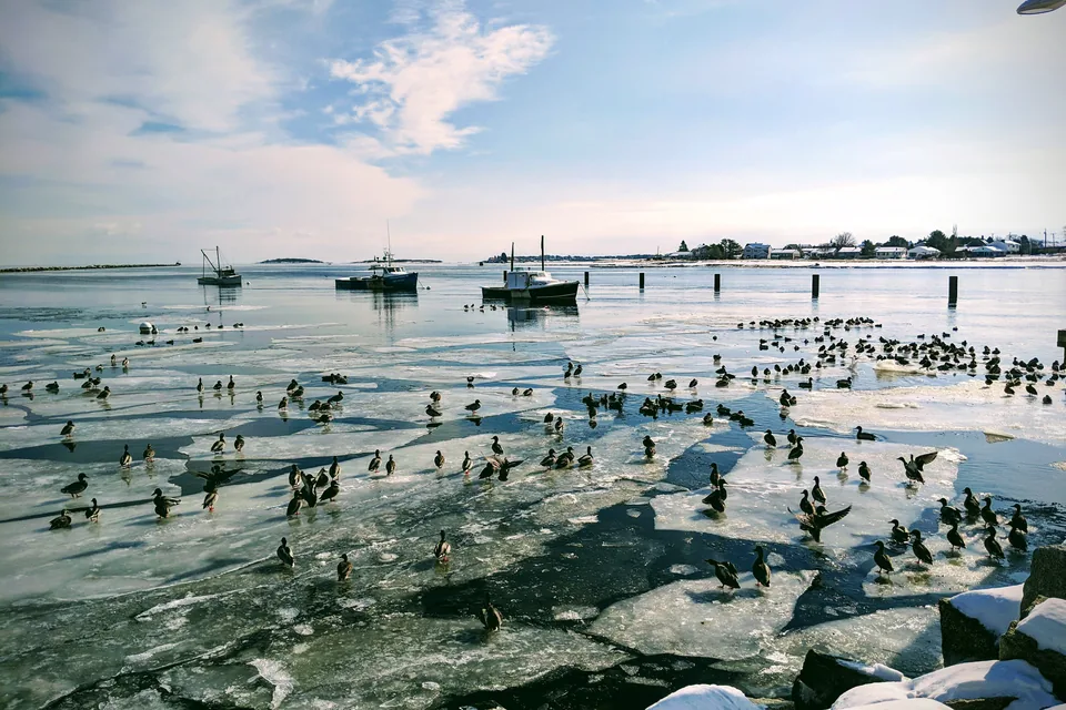 Camp Ellis in winter: ice along the Saco River, sea birds, and boats at their moorings.